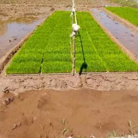 فروش توم باکسی