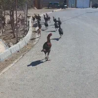 فروش مرغو خروس لاری|حیوانات مزرعه|دیواندره, |دیوار