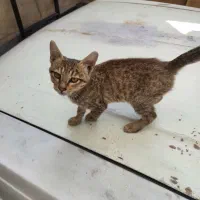 واگذاری بچه گربه|گربه|فردیس, نسترن شرقی|دیوار