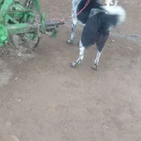 واگذاری سگ|سگ|کرمانشاه, |دیوار