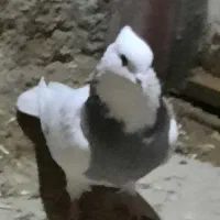 کبوتر|پرنده|کرمانشاه, |دیوار