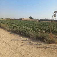 فروش ۴۲۷۰متری زمین کشاورزی روستای تجره|فروش زمین و ملک کلنگی|جوادآباد, |دیوار