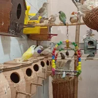 فنچ سانان|پرنده|ساوه, |دیوار