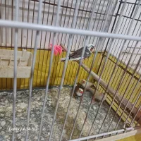 پرنده|پرنده|پاکدشت, پاکدشت (مامازند)|دیوار