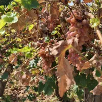 آب چاه زمزم دیزج