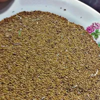 بذر یونجه درجه یک|گل و گیاه طبیعی|چهاربرج, |دیوار