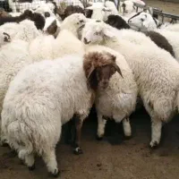 گوسفند زنده تخفیف ویژه90٪تعاونی برگ کالاپلاک سلامت|حیوانات مزرعه|مشهد, آبکوه|دیوار