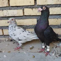 کبوتر نرماده پلاکی دورگ|پرنده|شوشتر, |دیوار