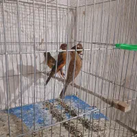 قناری جوجه|پرنده|شیراز, گچی|دیوار