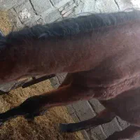 اسب مادیون عرب|اسب و تجهیزات اسب‌سواری|ماهان, |دیوار