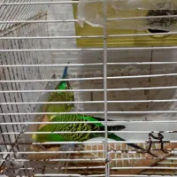 مرغ عشق|پرنده|محمدشهر, محمدشهر|دیوار