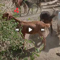 کهر‌ه‌فروشی۵‌عدد..‌۱۴‌کیلو‌گوشت‌دارن‌برداشتی‌خوبن|حیوانات مزرعه|بلوک, |دیوار