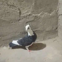 کفتر پلنگ|پرنده|زهک, |دیوار