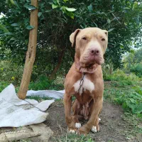 سگ پیت بول فحل|سگ|کلاچای, |دیوار