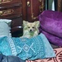 حیوان خانگی با وسایل شخصی