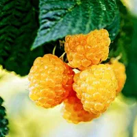 ارقام نهال بلوبری نهال مثمر و غیر مثمر باغ ویلا|خدمات باغبانی و درختکاری|بروجرد, |دیوار