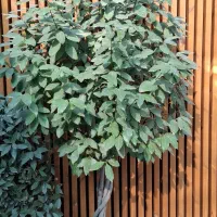 مدیریت و نگهداری حرفه‌ای گیاهان فضاهای لوکس  قم