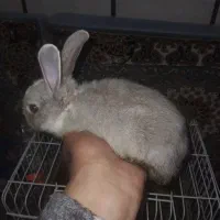 خرگوش کاملا اهلی
