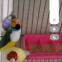 واگذاری فنچ گلدین