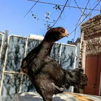 تخم مرغ لاری|حیوانات مزرعه|قزوین, |دیوار