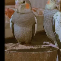 عروس هلندی|پرنده|تهران, جابری|دیوار