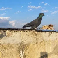 کفتر زاغ کاکلی|پرنده|سراب, |دیوار