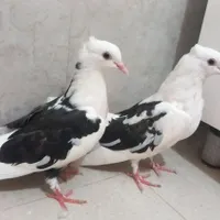 کبوتر جوجه پشت سیاه ابلغشازده سبز تیکه پاره پرشی|پرنده|کرج, کوی کارمندان جنوبی|دیوار