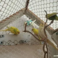 عروس هلندی و مرغ عشق