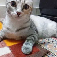 حیوان خونگی