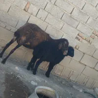 گوسفند پیر واسه پروری خوبه و یه بره نر هم داره