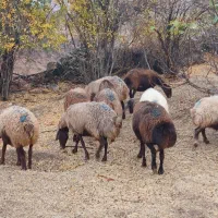 10عدد گوسفند داشتی|حیوانات مزرعه|کوهدشت, |دیوار