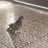 کبوتر پر