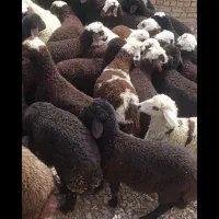 بره پای پروار جنس دار دامداری امیر عامری|حیوانات مزرعه|رضویه, |دیوار