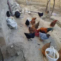 مرغ تخمگذار ع