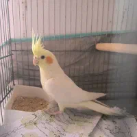 عروس هلندی نر|پرنده|قم, هفت تیر|دیوار