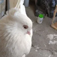 کبوتر چشم نوک سفید