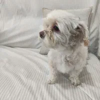 واگذاری رایگان