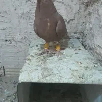 دوسفید ماده