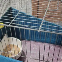 ی جفت مرغ عشق|پرنده|قم, نخودی|دیوار