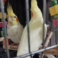 عروس هلندی