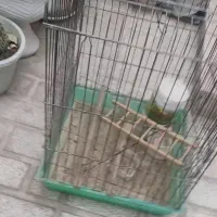 لونه عروس هلندی وقفس فوری فروشی