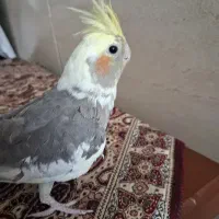 4000000میلیون|پرنده|وحیدیه, |دیوار