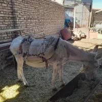 بک راس اولاغ|حیوانات مزرعه|آبگرم, |دیوار