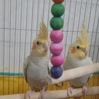 جوجه عروس هلندی|پرنده|قم, چهل درخت‎|دیوار