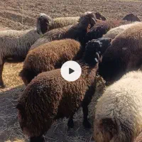 بره قوچ هتروزیگوت|حیوانات مزرعه|خمین, |دیوار