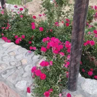 معاوضه خونه باغ با خانه مسکونی یا اپارتمان یزد