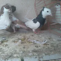 ۵ تا حیوون رنگی و سالم|پرنده|شاهرود, |دیوار