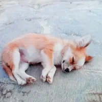 فروشی سگ ماده فوری|سگ|مرودشت, فاز دوم شهرک فرهنگیان|دیوار