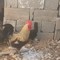 مرغ فروش|حیوانات مزرعه|اهرم, |دیوار