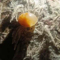 مهره یا شضر سلیمانی قدمت